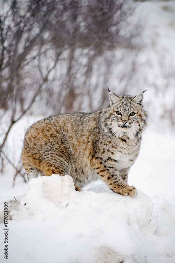 Fototapeta premium lynx close up 