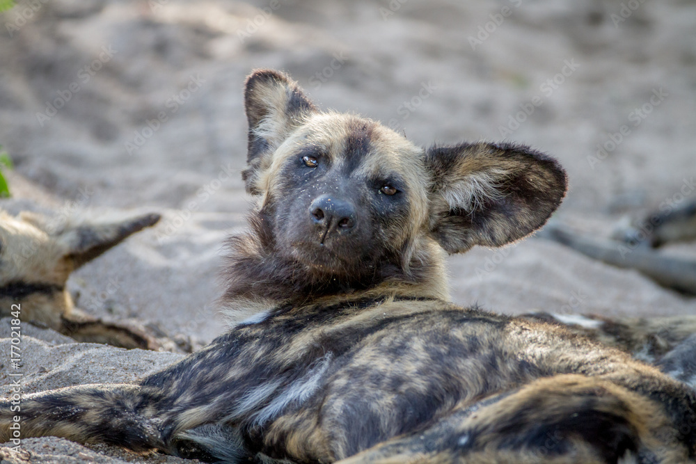 African wild dog laying in the sand. African wild dog laying in the sand.