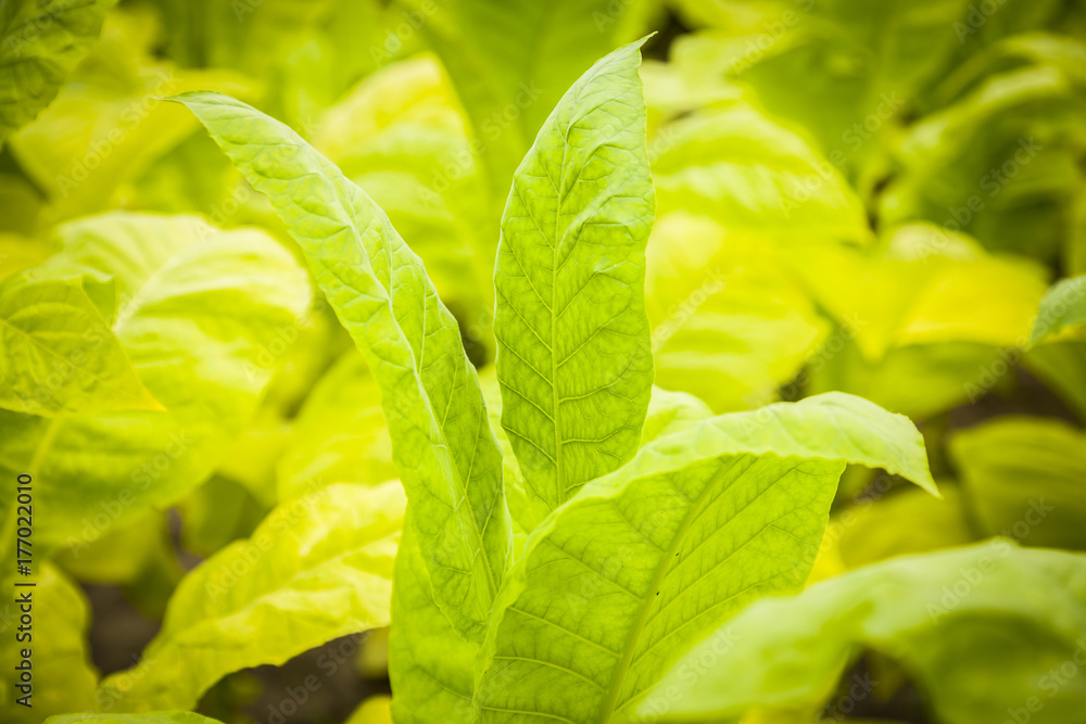 Fototapeta premium Green tobacco plants with large leaves..