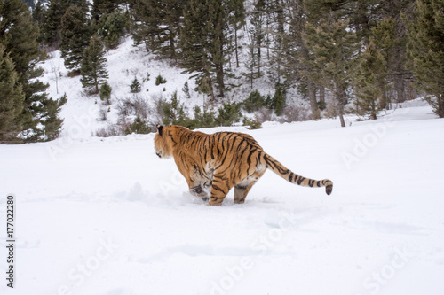 BENGAL TIGER running away 