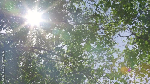 Sun shines through trees