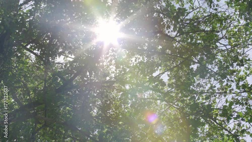 Sun shines through trees