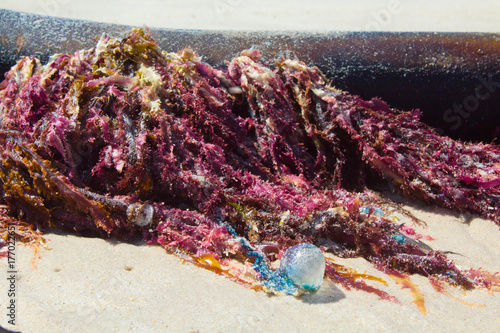 Blue bottle (Man O' War) among sea weed