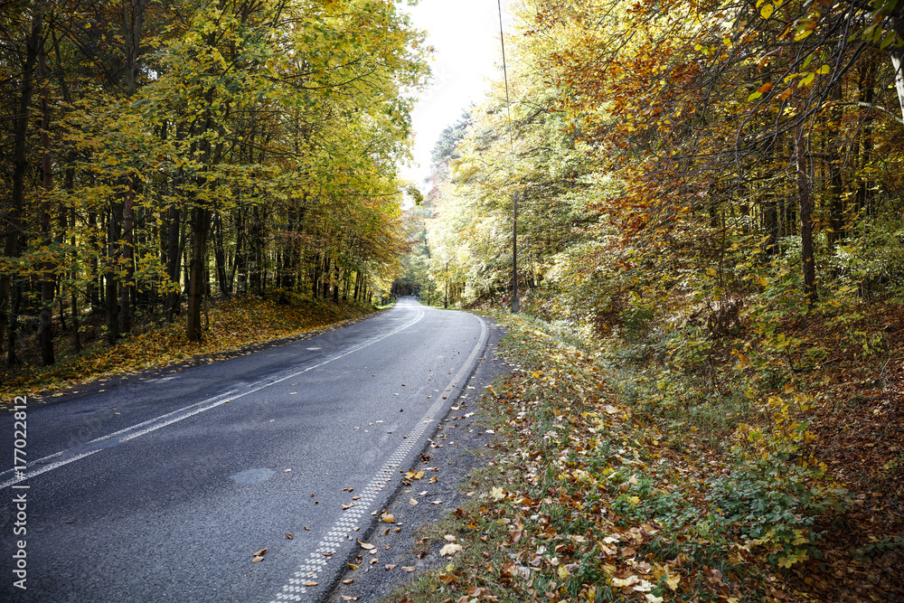 autumn road 