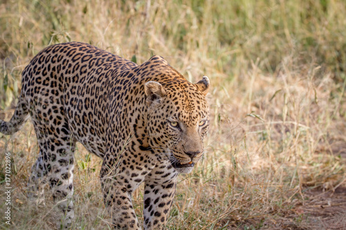 Big male Leopard walking in the grass.