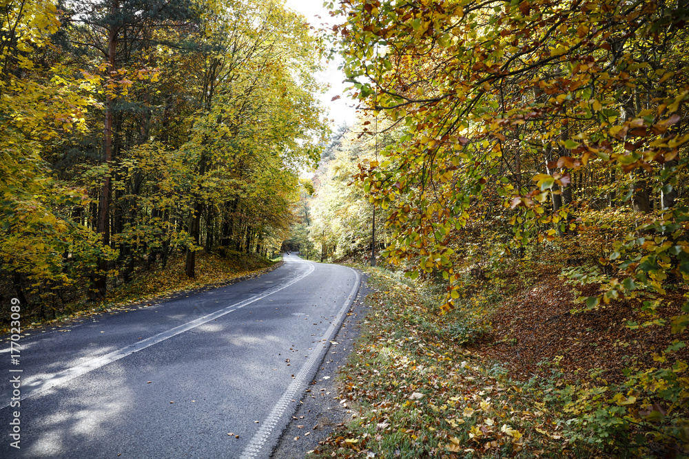autumn road 