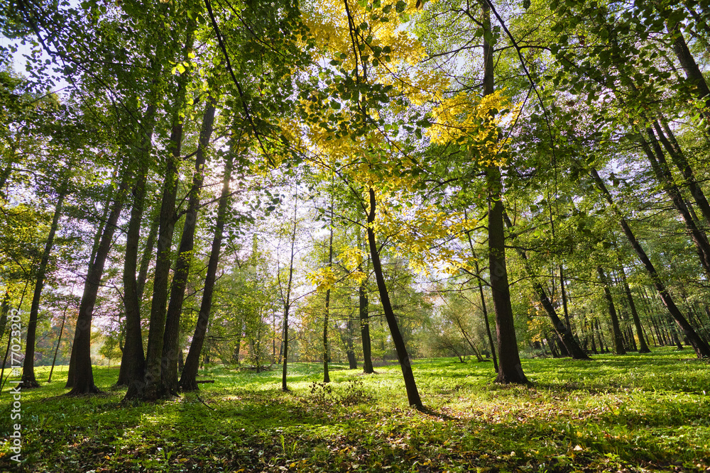 Fototapeta premium Beautiful, autumn scenery in the park.