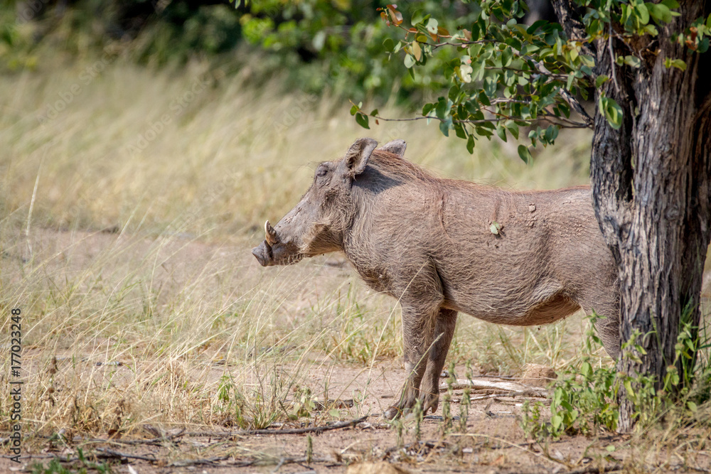 Side profile of a Warthog in Hwange. Side profile of a Warthog in Hwange.