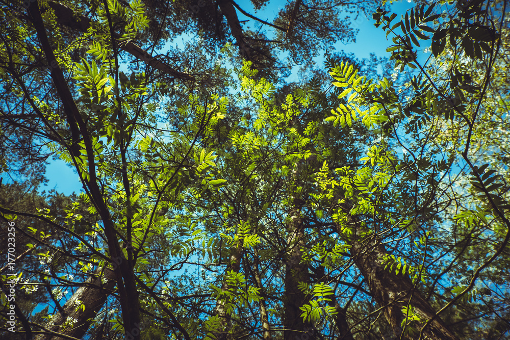Obraz premium Trees against the sky