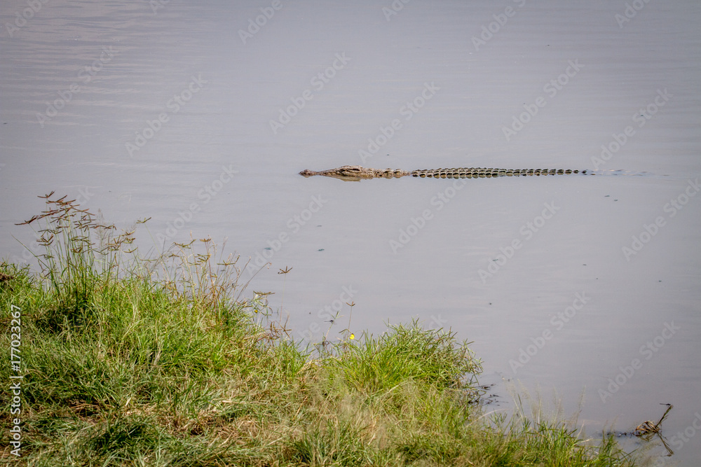 Nile crocodile in a water dam.