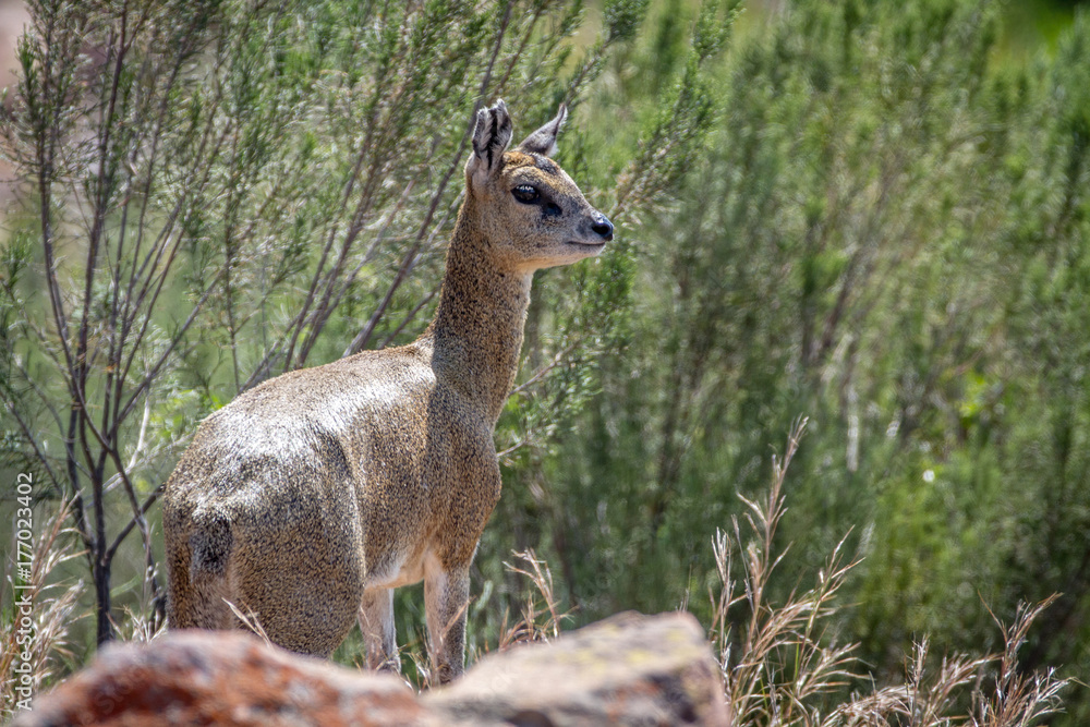 Klipspringer standing on rocks. Klipspringer standing on rocks.