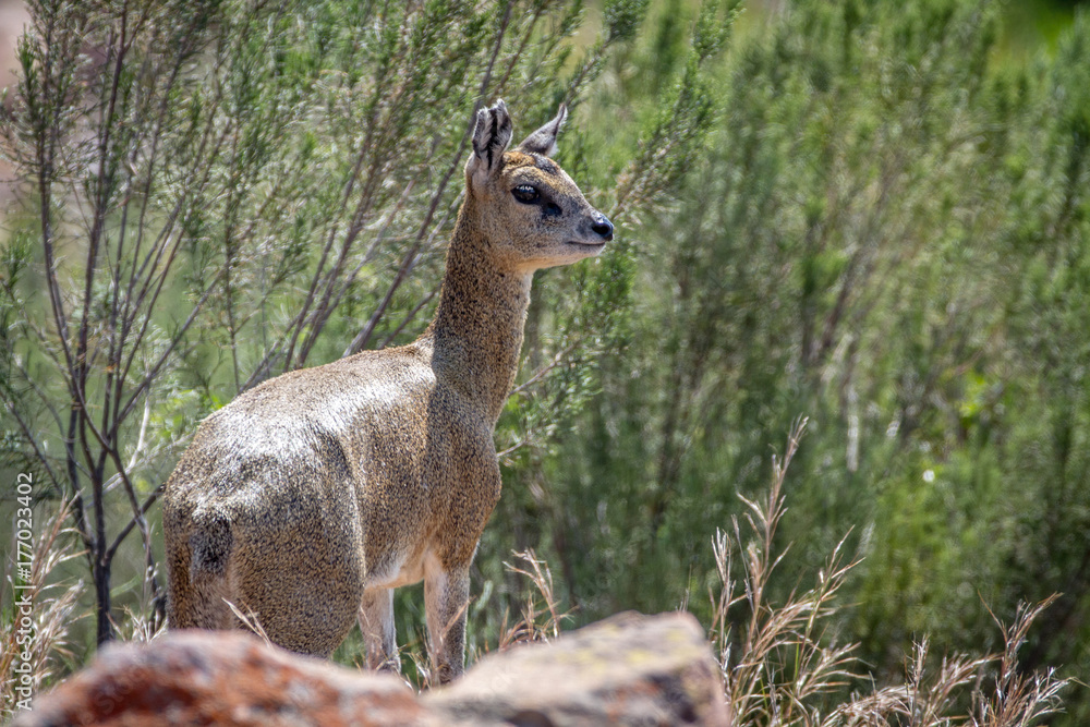 Klipspringer standing on rocks.