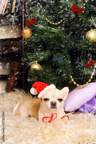 Chihuahua dog asleep under the christmas tree, new year card