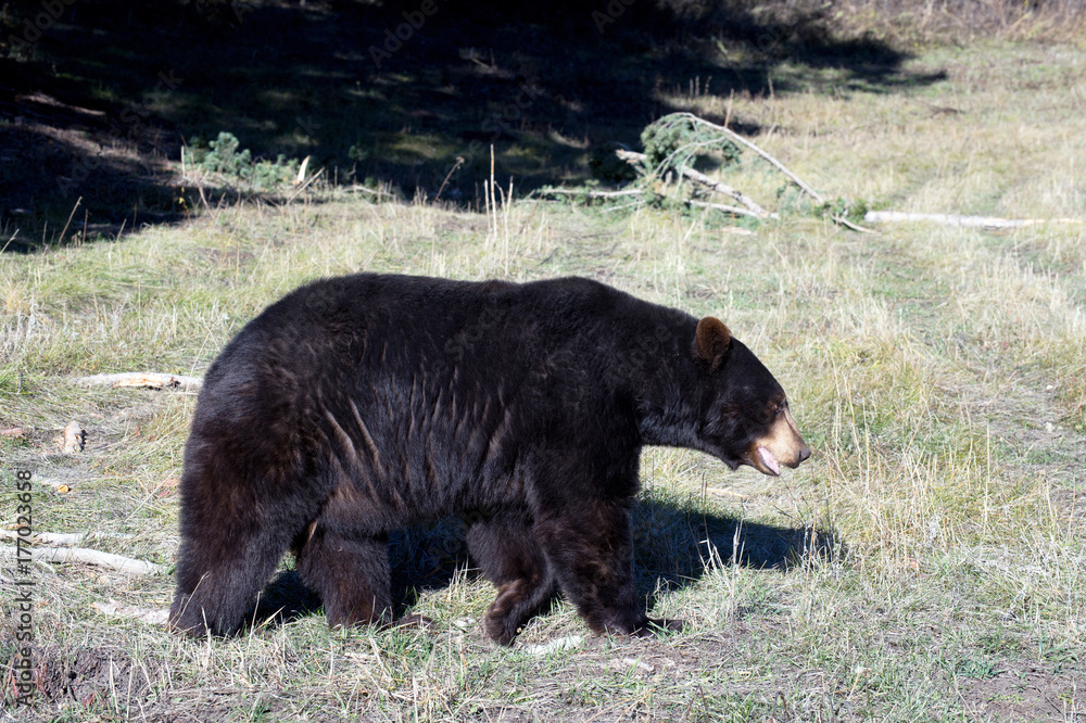 Fototapeta premium black bear in grass