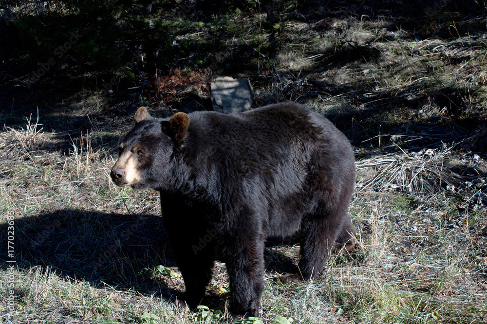 Fototapeta premium Black bear in woods