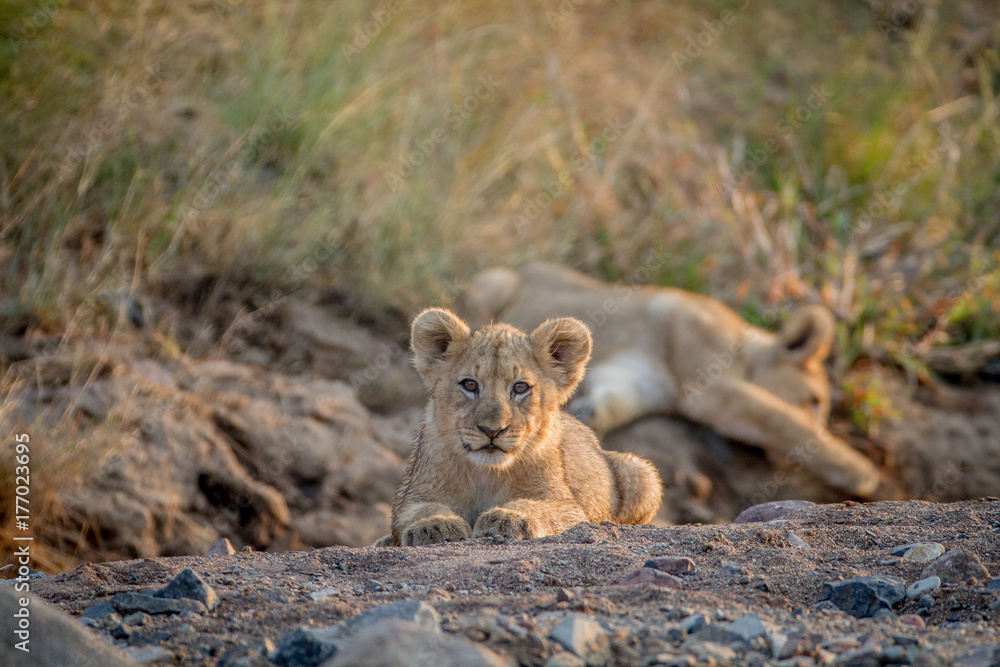 Obraz premium Two Lion cubs laying in a dry riverbed.