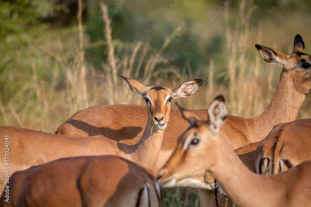 Female Impala in herd stares at camera. Female Impala in herd stares at camera.
