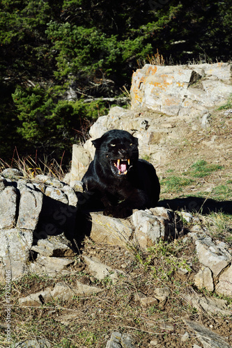 Black Leopard on rocks