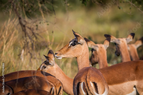 Fototapeta Naklejka Na Ścianę i Meble -  Side profile of a female Impala in a herd.