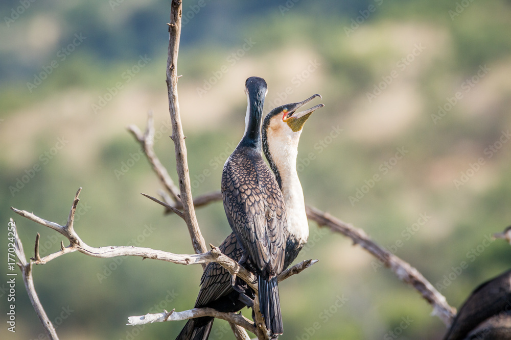 Fototapeta premium White-breasted cormorants sitting in a tree.