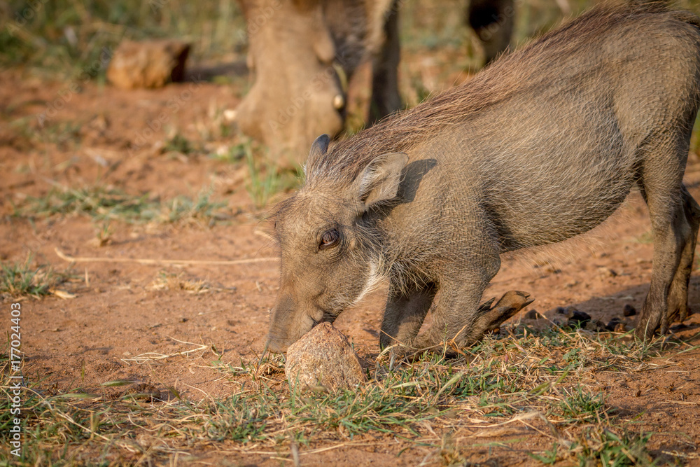 Warthog eating grass in Pilanesberg. Warthog eating grass in Pilanesberg.
