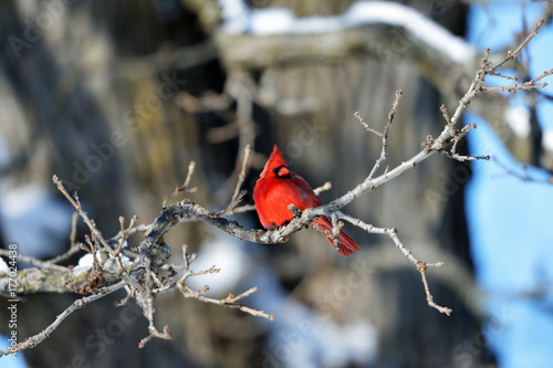 red cardinal in a branch