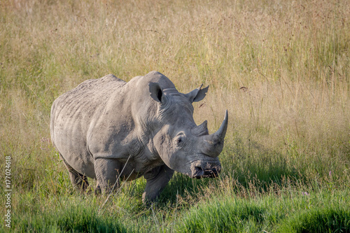 Big White rhino bull standing in the grass.