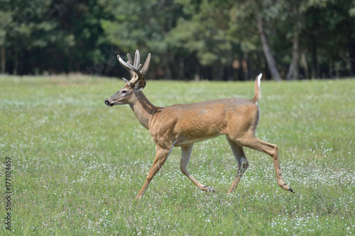 deer in feild running