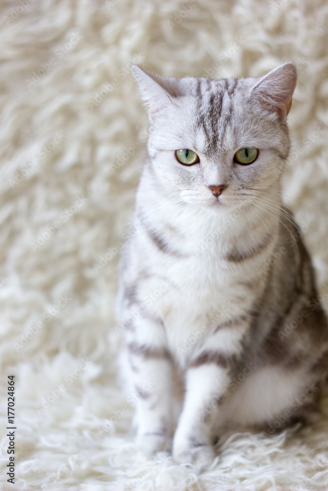 Shot of grey britain cat
