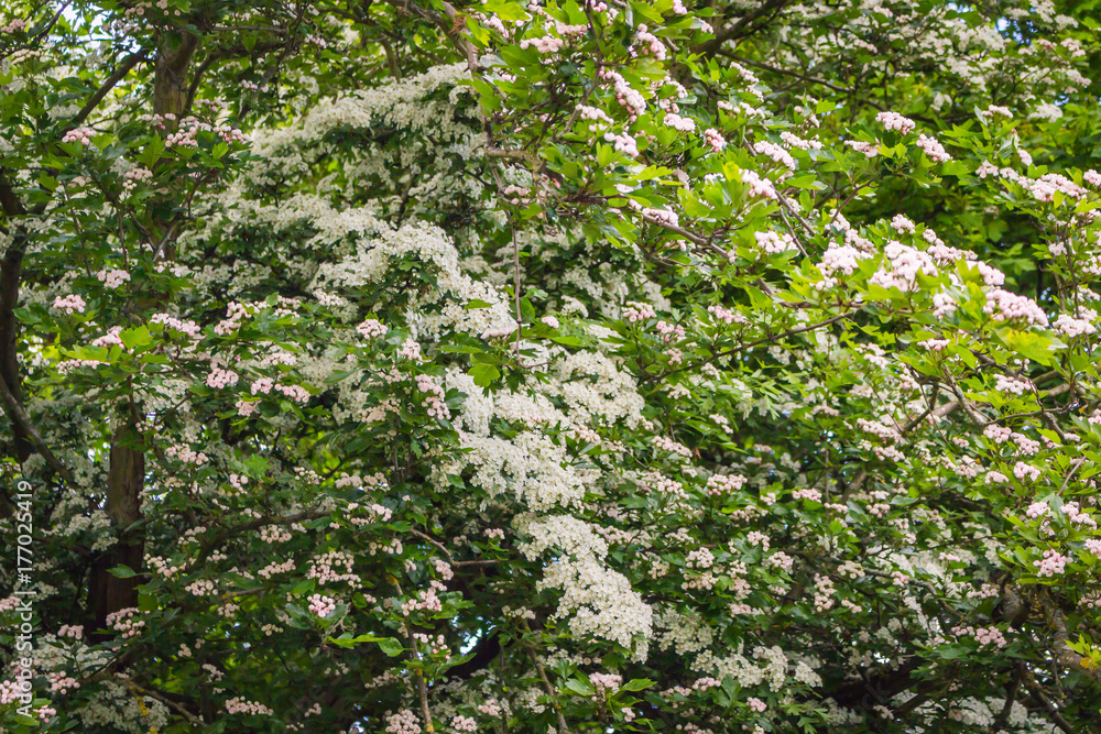 the lush flowering of the hawthorn tree