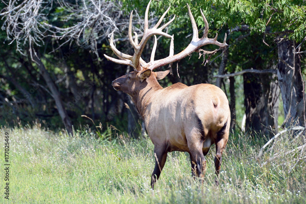 elk in woods