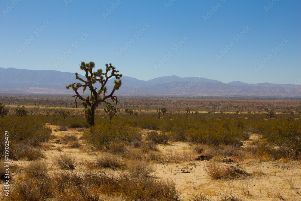 Obraz premium Desert Views