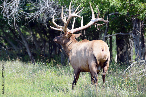 elk in woods