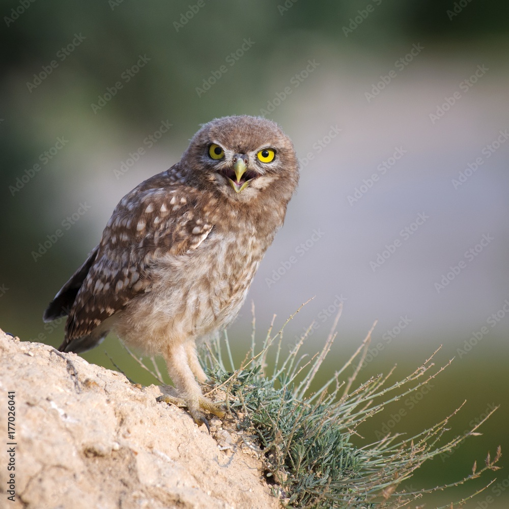 The little owl standing and looking at camera on a beautiful background. The little owl standing and looking at camera on a beautiful background.