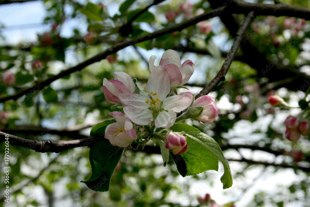 Apple Blossom Time Apple Blossom Time