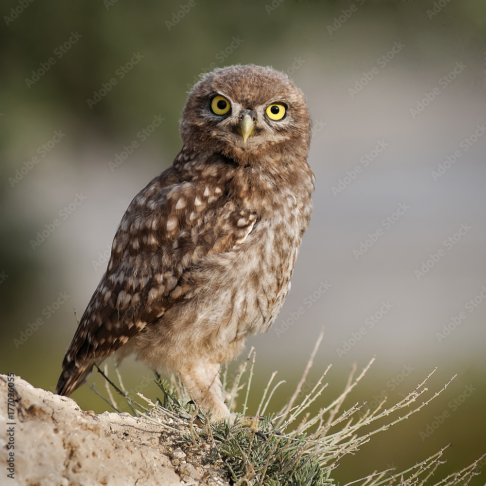 The little owl standing and looking at camera on a beautiful background. The little owl standing and looking at camera on a beautiful background.