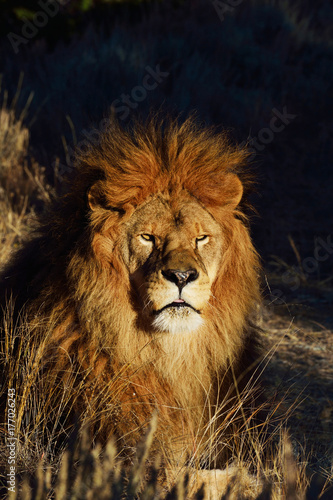 lion watching you