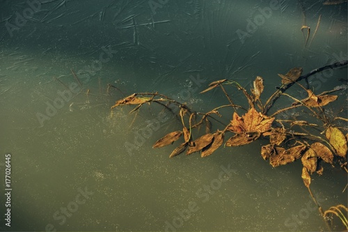 The natural background. leaves in frozen water
