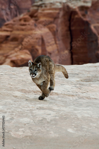 young mountain lion running on the rocks