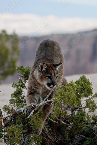 Young mountan loin  in a small  tree
