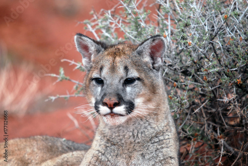 mountain lion looking away