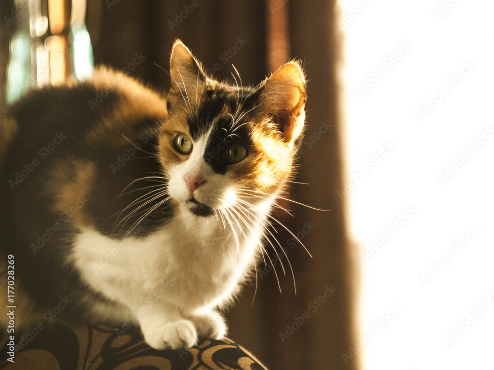 mika