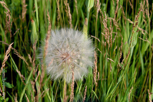 Goatsbeard Blossom