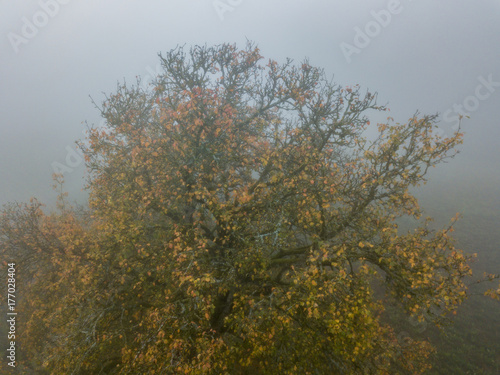 Aerial view of tree in fog