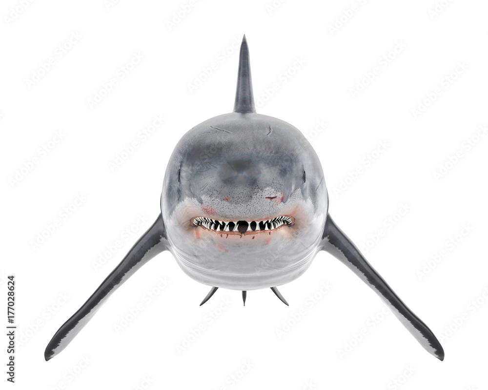 Obraz premium Great White Shark Isolated