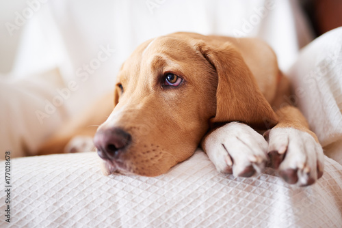 Dog resting on the sofa