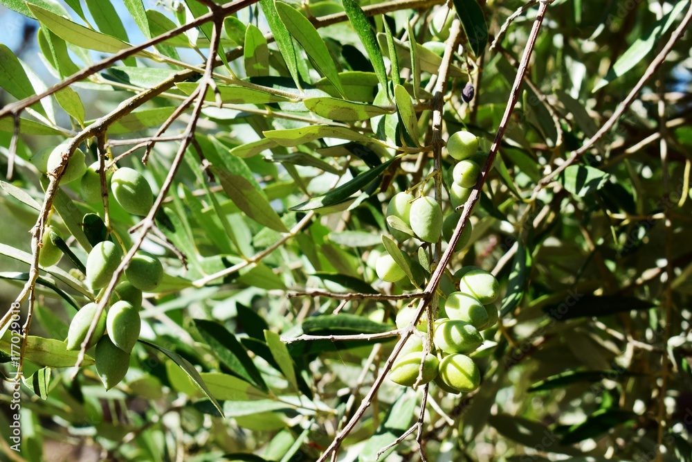 olive olive