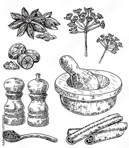 Vector ink hand drawn culinary herbs and spices set
