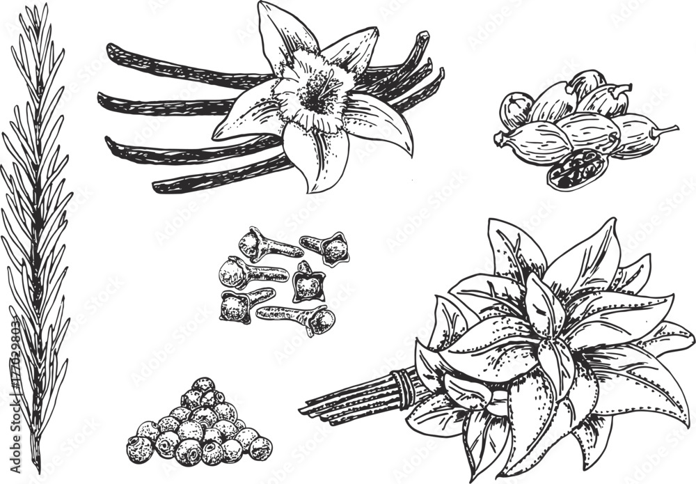 Vector ink hand drawn culinary herbs and spices set Vector ink hand drawn culinary herbs and spices set