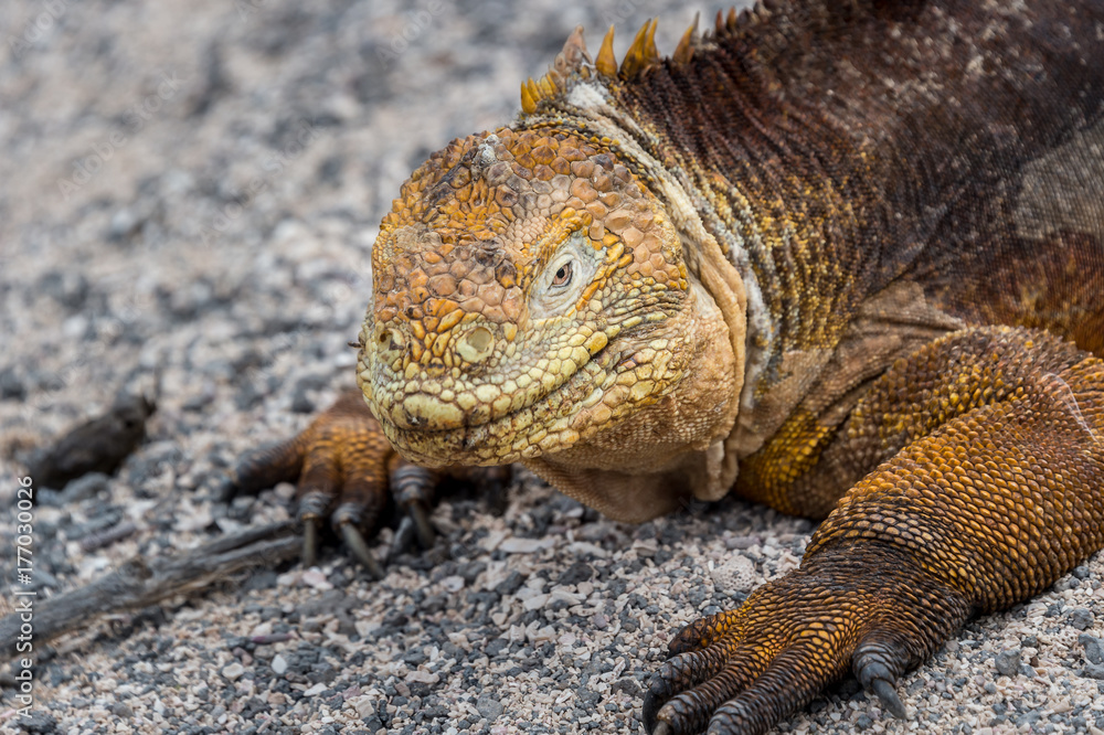 Galapago land iguana (Conolophus subcristatus) on North Seymour Island, Galapagos. It is mainly herbivorous, altohugh known to eat insects or carrion Galapago land iguana (Conolophus subcristatus) on North Seymour Island, Galapagos. It is mainly herbivorous, altohugh known to eat insects or carrion